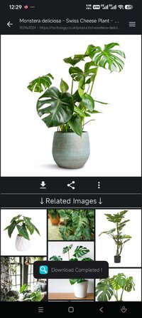 Screenshot_2026-08-18-00-29-44-506_sansunsen3.imagesearcher.jpg