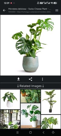 Screenshot_2026-08-18-00-29-35-694_sansunsen3.imagesearcher.jpg