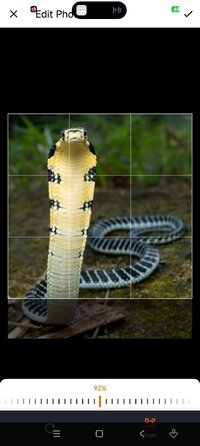 Screenshot_2026-08-19-11-21-23-791_com.ai.snake.identifier.scanner.jpg