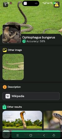 Screenshot_2026-08-19-11-20-18-197_com.ai.snake.identifier.scanner.jpg