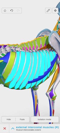 Screenshot_2026-09-28-14-55-55-210_com.graphicvizion.completecanine3d.jpg