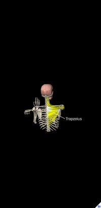 Screenshot_20250214-224343_Anatomy.jpg