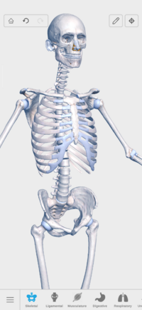 Screenshot_20250509-140259_V. Anatomy.png