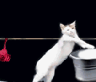 emotion_download_1754023266360.gif