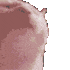 catfast_2.gif