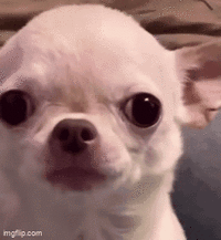 stan-twt-evil-chihuahua.gif