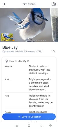 Screenshot_2026-07-08-08-02-19-972_com.jg.birdidentifier.jpg