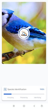 Screenshot_2026-07-08-08-01-47-733_com.jg.birdidentifier.jpg