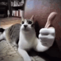 gato-joia.gif