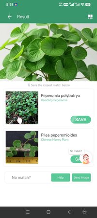 Screenshot_2026-07-25-20-51-42-212_app.plant.identification.jpg