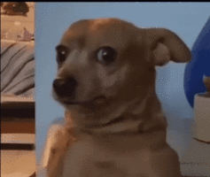 Confused Dog GIF by MOODMAN.gif