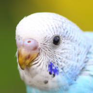 jockparrot