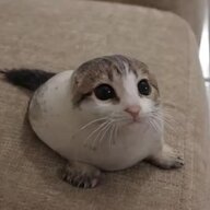 ChronoGamer74