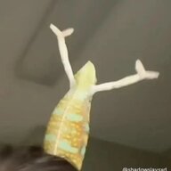 Yaguracchii