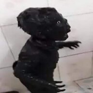 ZxCerdiona