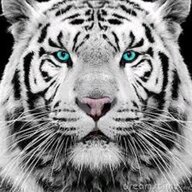 whiteboy