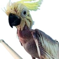 cacatua1975