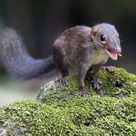 shrew squirrel