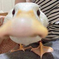 immaducky