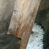 Frankfurt am main dan rul