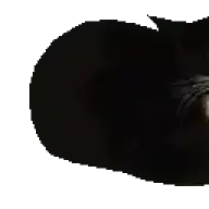 Katzen the archivist