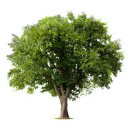 Silly Tree