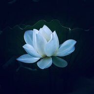 lotussing