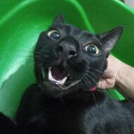 zapapeto