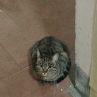 фембойские задницы нямка
