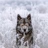 WolfsanXL