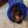 BunnyBunnzor