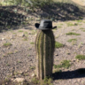 CactusPal