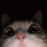 nygm4