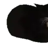 Katzen_Archives