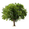 Silly Tree