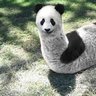 PandaSticot