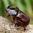 night beetle
