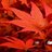 reds273