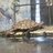 turtlemama
