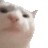 Ameyurino