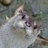 onairpis